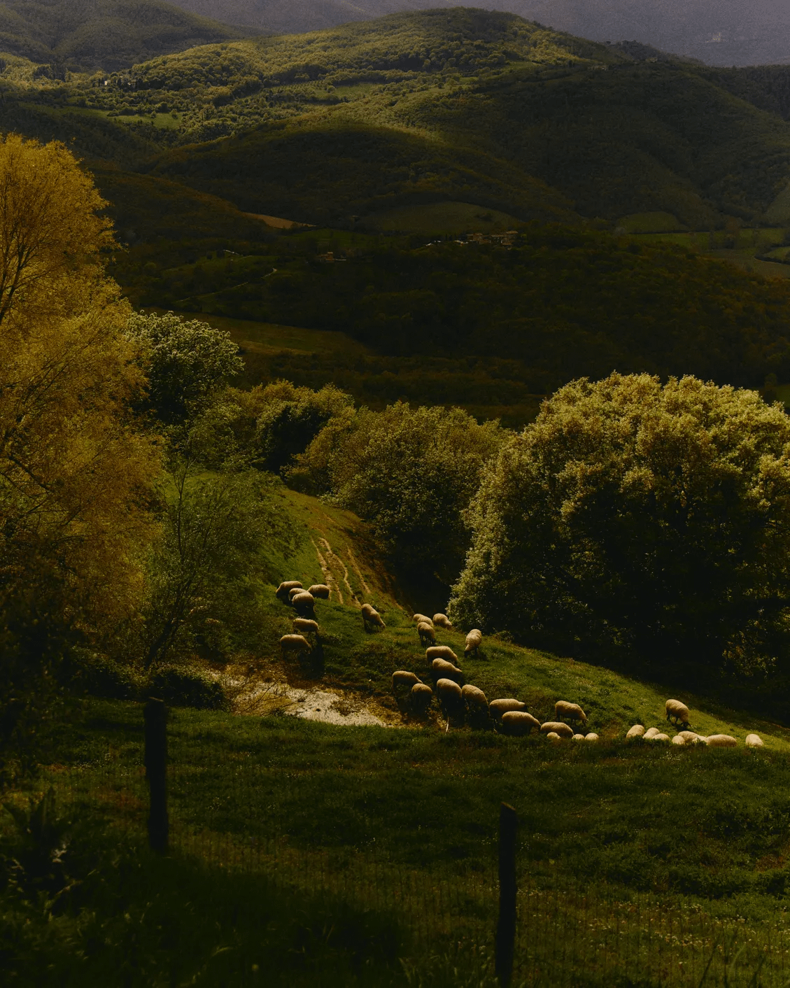 Lorem ipsum